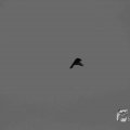 IMG_1296612