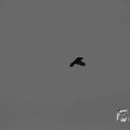 IMG_1296613