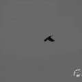 IMG_1296614