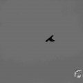 IMG_1296615