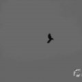 IMG_1296617