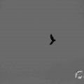 IMG_1296618