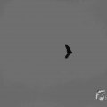 IMG_1296620