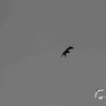 IMG_1296622