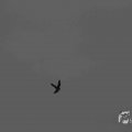 IMG_1296623