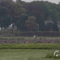 IMG_1296627