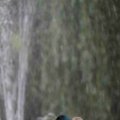 IMG_1296633