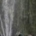 IMG_1296635