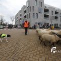 IMG_1313941