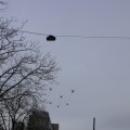 IMG_1316014