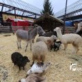 IMG_1316162