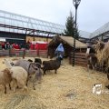 IMG_1316163