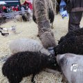 IMG_1316173
