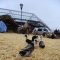 IMG_1316196