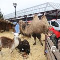 IMG_1316216