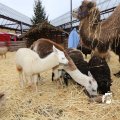 IMG_1316217