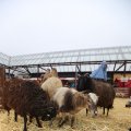 IMG_1316226