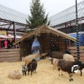 IMG_1316252