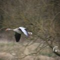 IMG_1332362