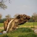 IMG_1348773