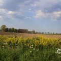 IMG_1348780