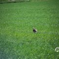 IMG_1348965