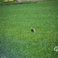 IMG_1348966
