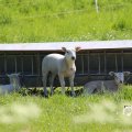 IMG_1349039