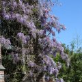IMG_1349052