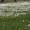 IMG_1349071