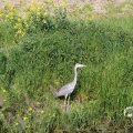 IMG_1349215