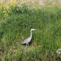 IMG_1349216