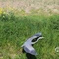 IMG_1349217