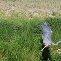 IMG_1349219