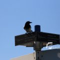 IMG_1349384