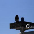IMG_1349385