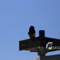 IMG_1349386