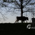 IMG_1349397
