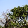 IMG_1349442