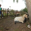 IMG_1353099