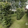 IMG_1361552