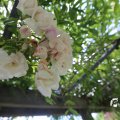 IMG_1361629