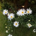 IMG_1361710