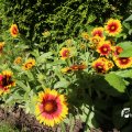 IMG_1361717