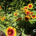 IMG_1361719