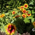 IMG_1361720