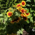 IMG_1361722