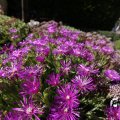 IMG_1361737