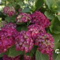 IMG_1361768