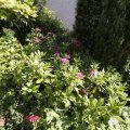 IMG_1361771